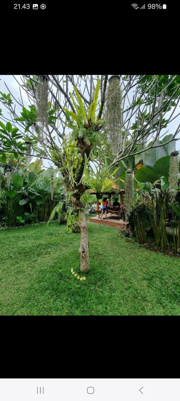 D'Sari Undisan Houses Bangli ภายนอก รูปภาพ